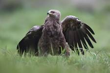 Orlik krzykliwy (Aquila pomarina)  Lesser spotted eagle