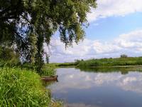 Narew w Bokinach 3