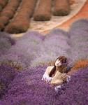 Lavender day