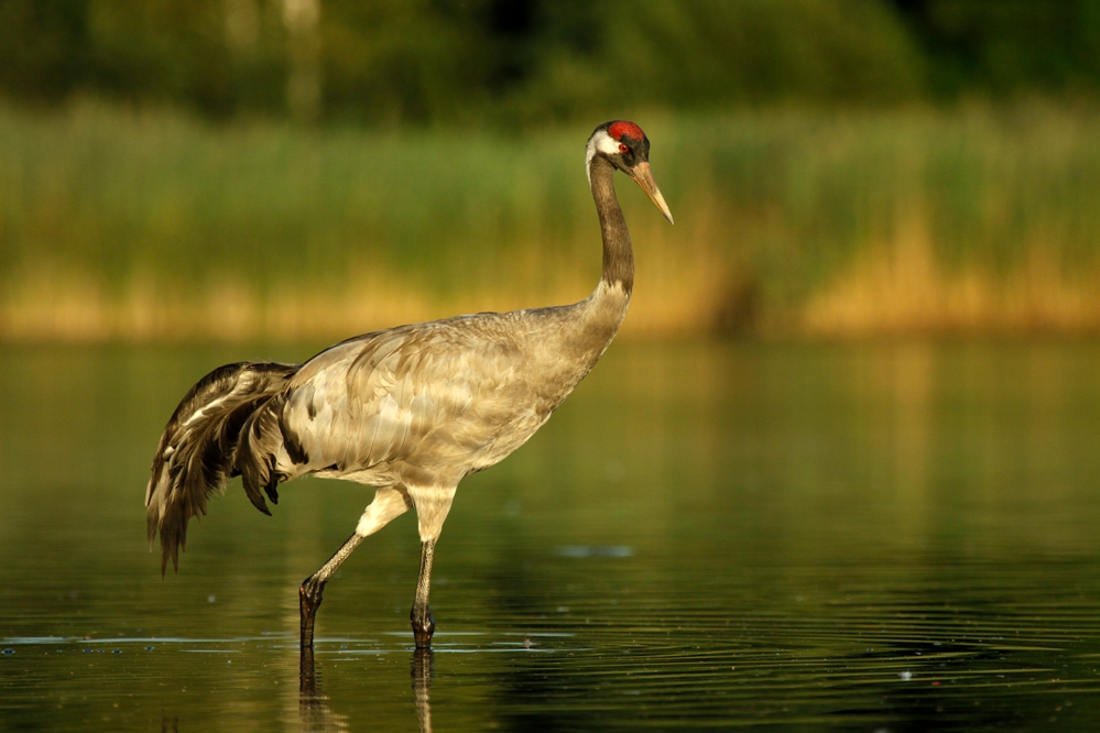 Żuraw (Grus grus)