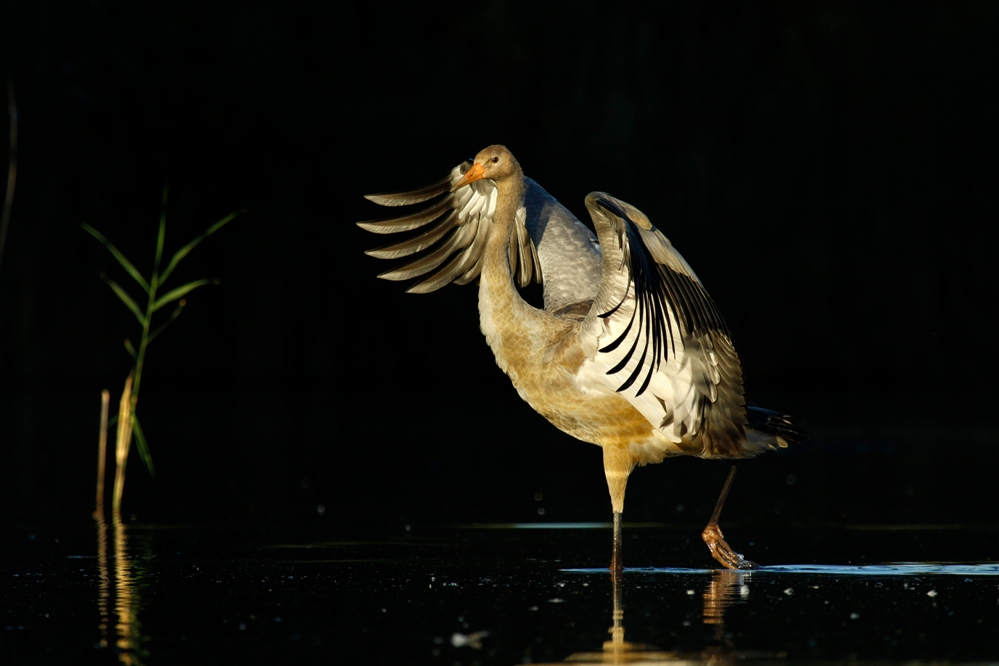 Żuraw (Grus grus)