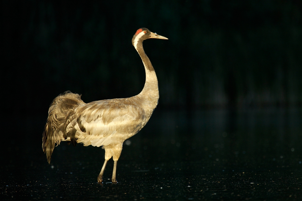 Żuraw (Grus grus)