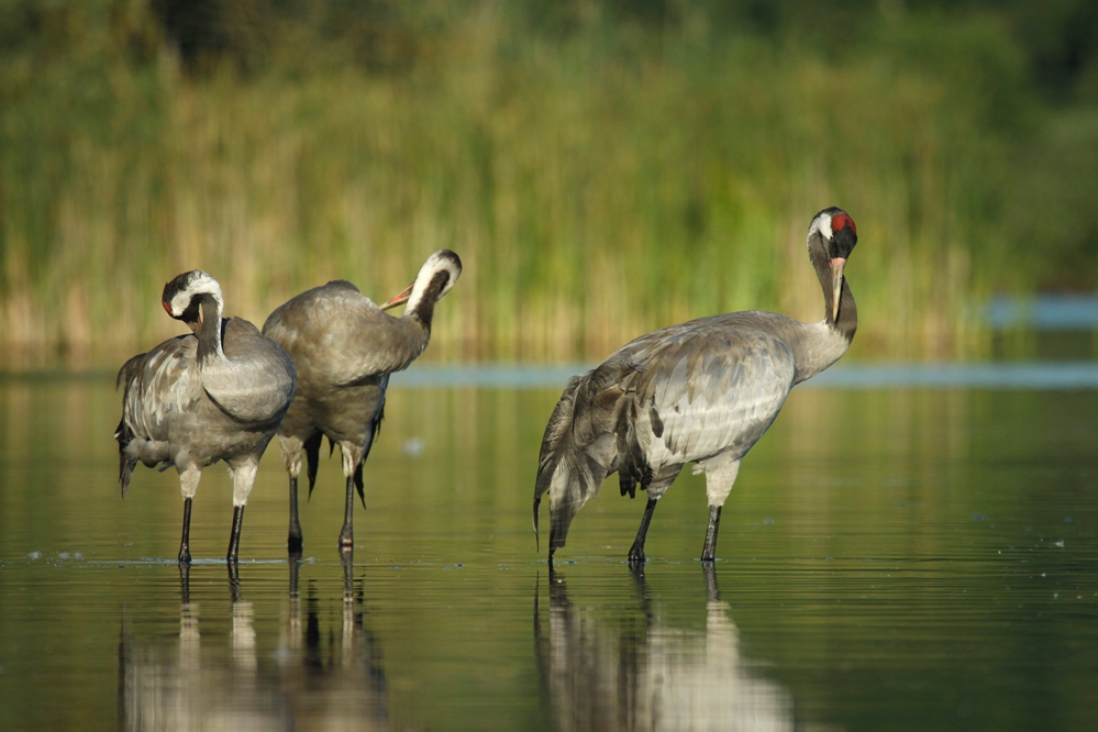 Żuraw (Grus grus)