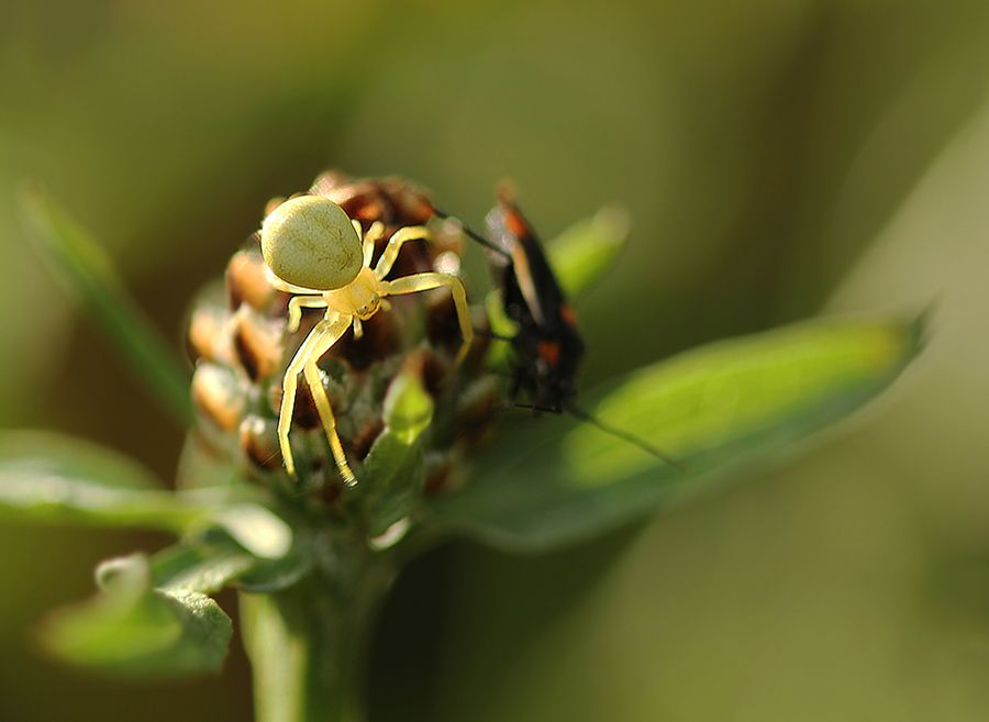 ... bezcenny uśmiech :-) ( Kwietnik, Misumena vatia )