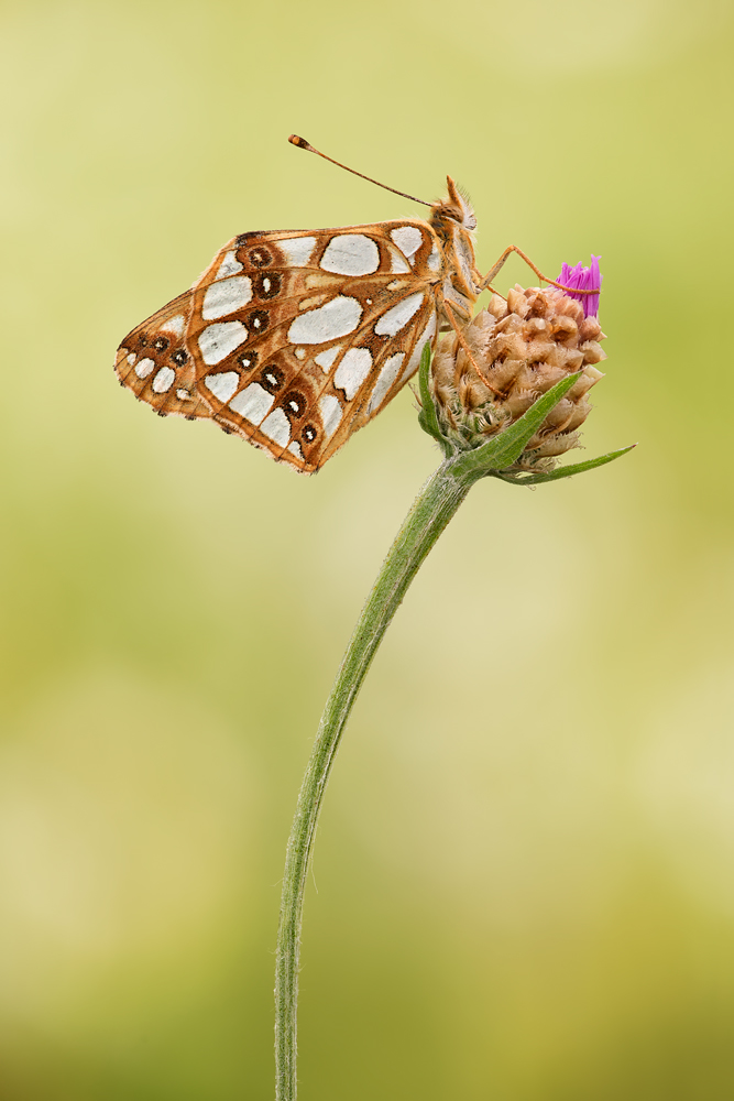 Dostojka latonia