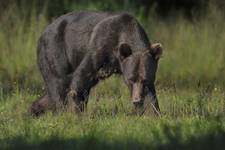 Niedźwiedź brunatny (Ursus arctos arctos) European brown bear