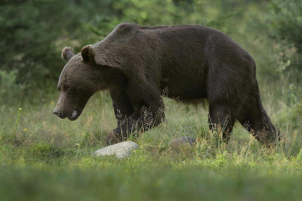 Niedźwiedź brunatny (Ursus arctos arctos) European brown bear