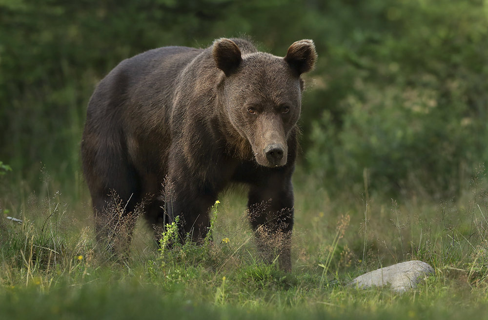 Niedźwiedź brunatny (Ursus arctos arctos) European brown bear