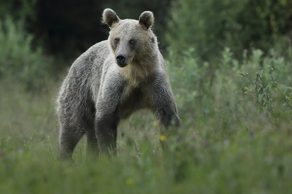 Niedźwiedź brunatny (Ursus arctos arctos) European brown bear