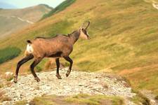 tatry zachodnie