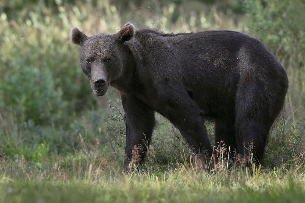 Niedźwiedź brunatny (Ursus arctos arctos) European brown bear