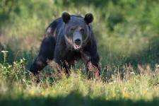 Niedźwiedź brunatny (Ursus arctos arctos) European brown bear