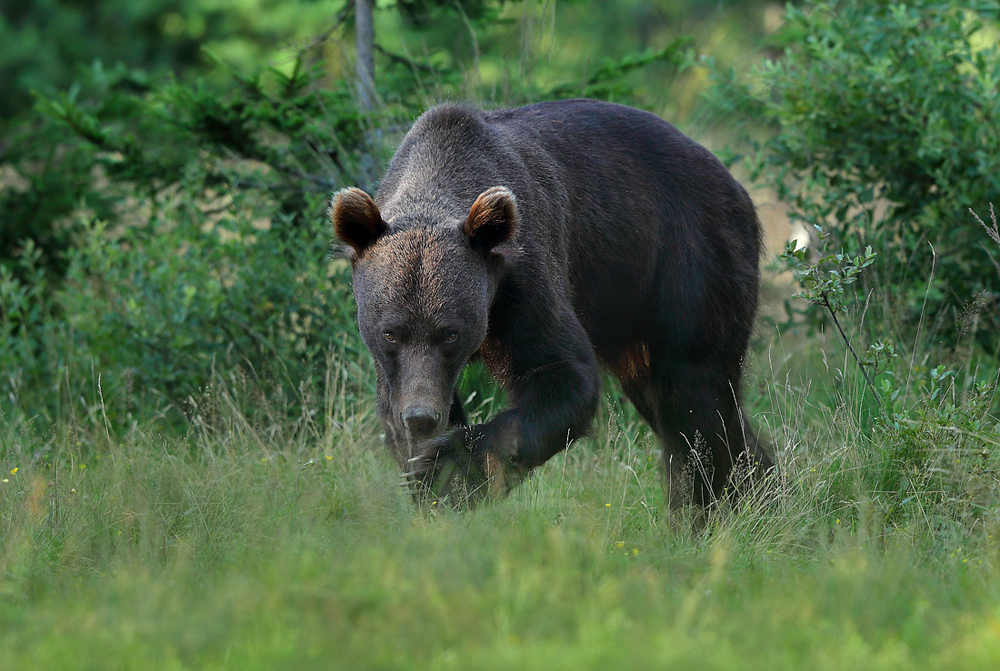 Niedźwiedź brunatny (Ursus arctos arctos) European brown bear