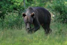 Niedźwiedź brunatny (Ursus arctos arctos) European brown bear