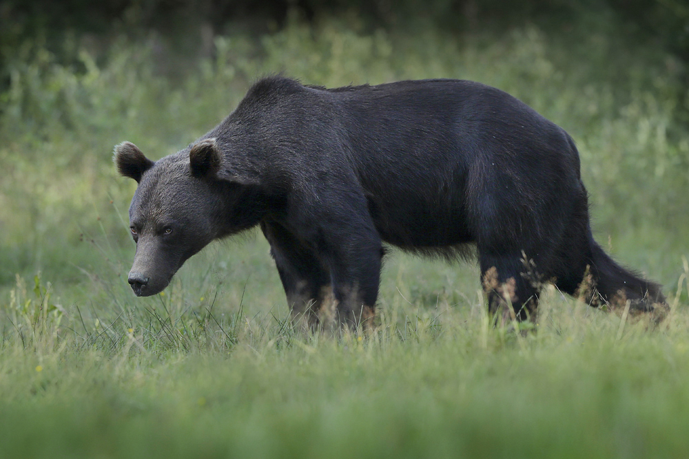 Niedźwiedź brunatny (Ursus arctos arctos) European brown bear