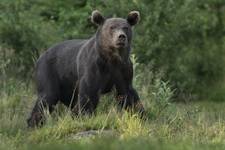 Niedźwiedź brunatny (Ursus arctos arctos) European brown bear