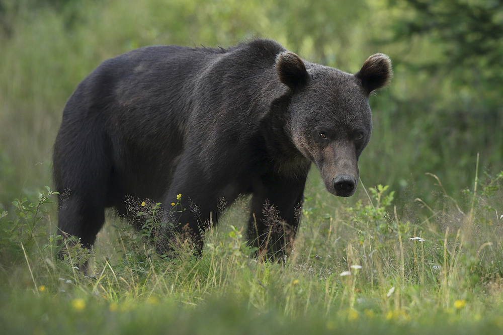 Niedźwiedź brunatny (Ursus arctos arctos) European brown bear