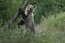 Niedźwiedź brunatny (Ursus arctos arctos) European brown bear