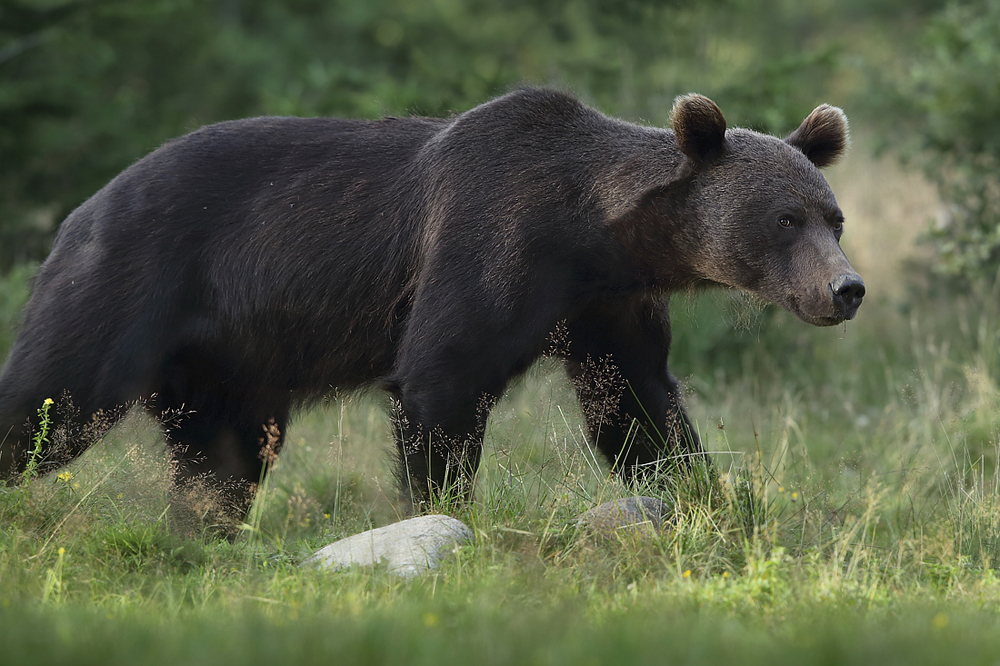 Niedźwiedź brunatny (Ursus arctos arctos) European brown bear