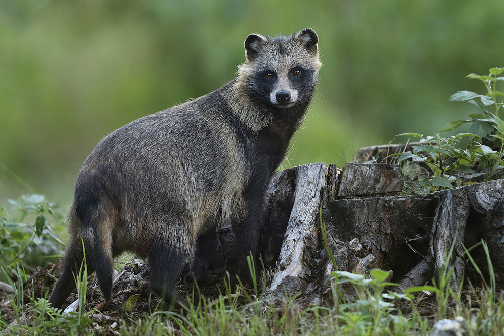 Jenot (Nyctereutes) Raccoon Dog