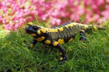 Salamandra plamista - Feuersalamander