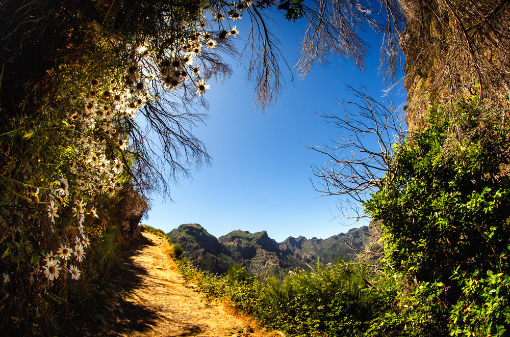 Mountain Garden III