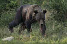 Niedźwiedź brunatny (Ursus arctos arctos) European brown bear