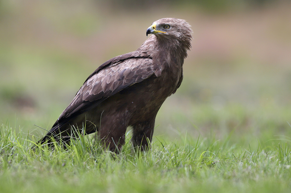 Orlik krzykliwy (Aquila pomarina) Lesser spotted eagle