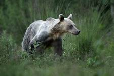 Niedźwiedź brunatny (Ursus arctos arctos) European brown bear