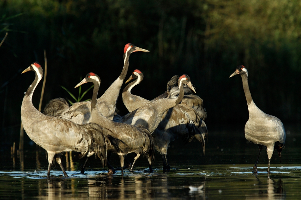 Żurawie (Grus grus)