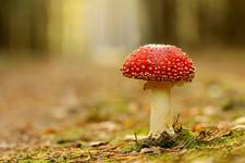 Muchomor czerwony (Amanita muscaria)