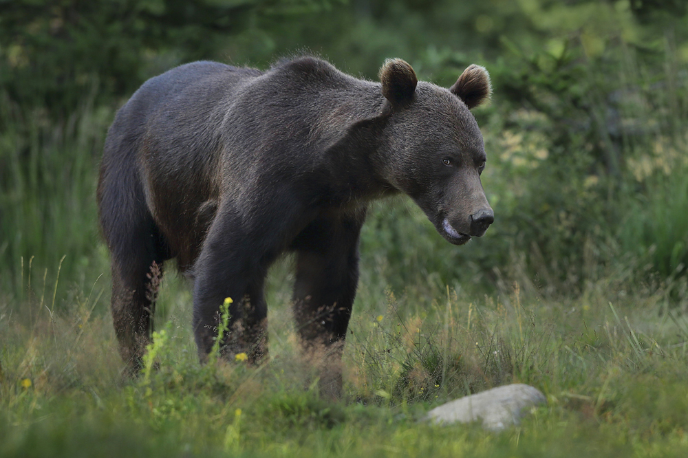 Niedźwiedź brunatny (Ursus arctos arctos) European brown bear