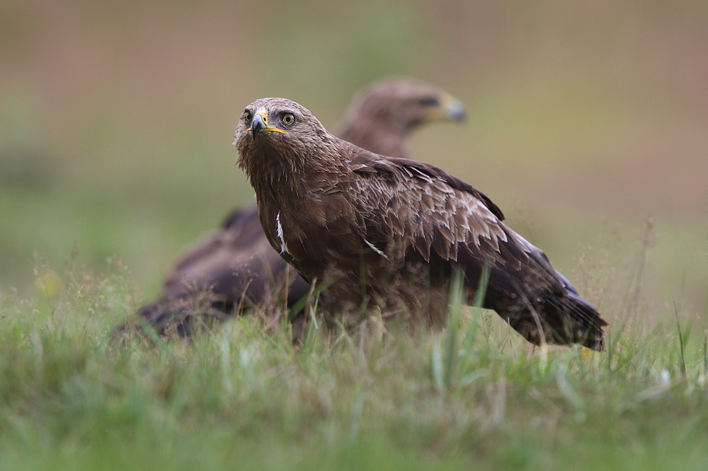 Orlik krzykliwy (Aquila pomarina) Lesser spotted eagle