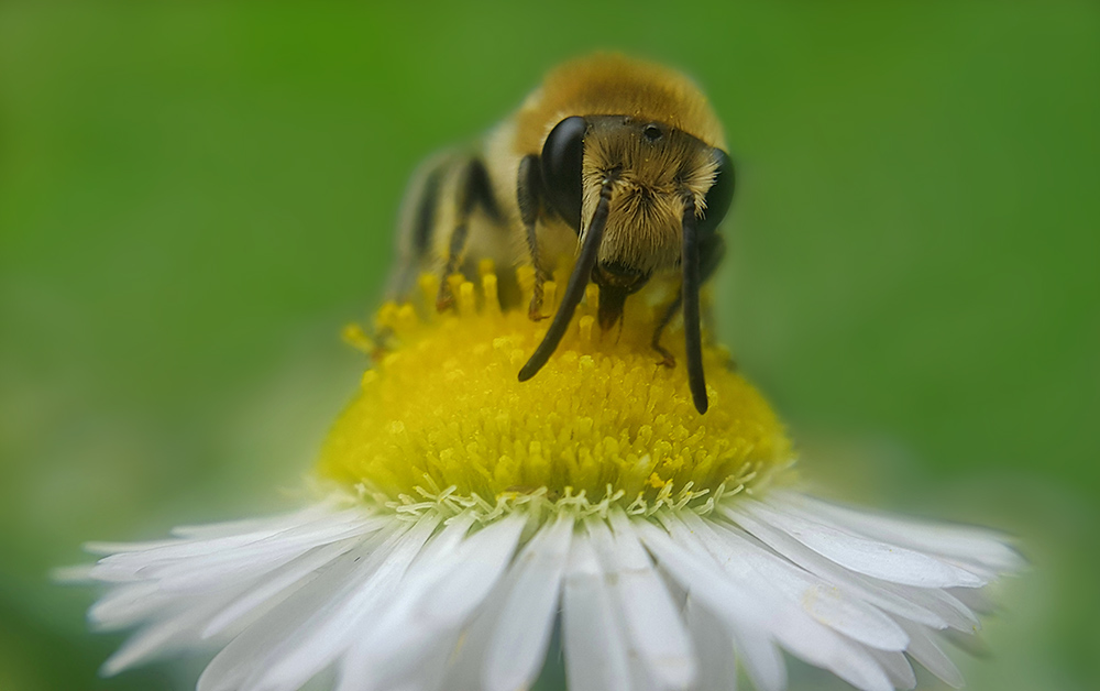 bee