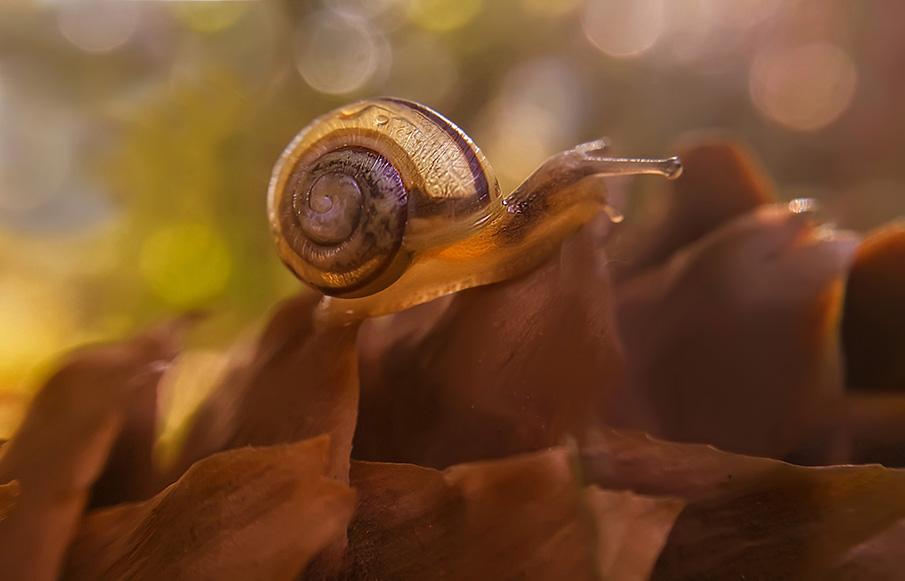 snail