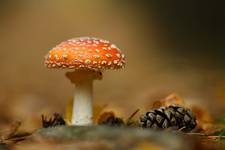 Muchomor czerwony (Amanita muscaria)