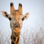 ETOSHA