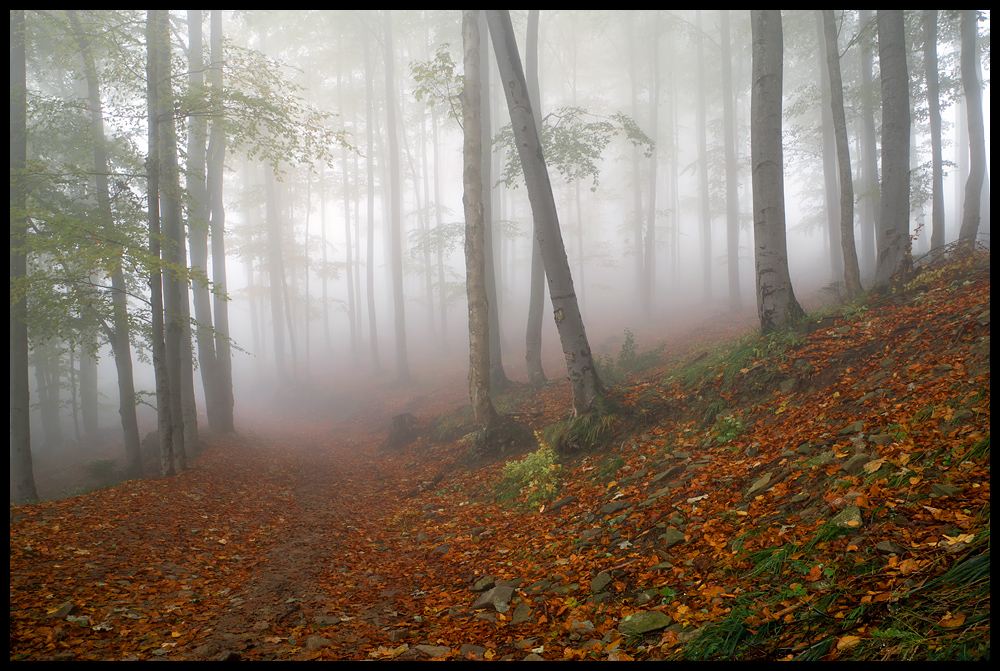 misty forest