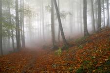 misty forest