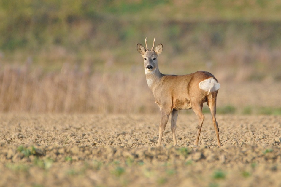 Koziołek