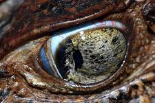 eye of the... caiman