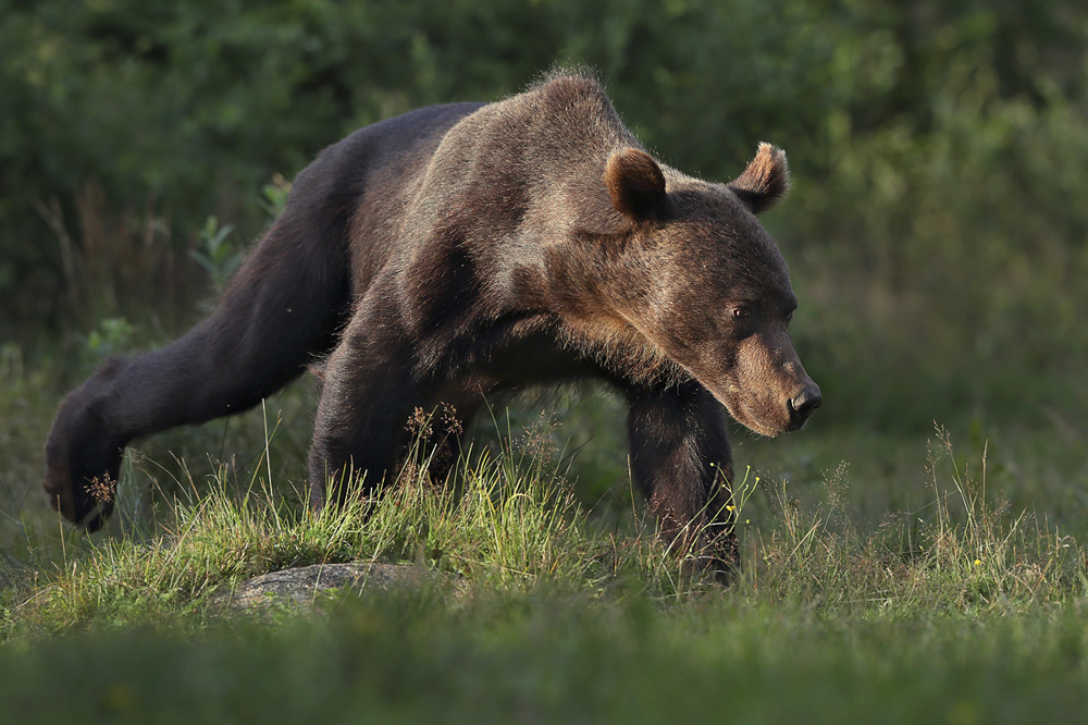 Niedźwiedź brunatny (Ursus arctos arctos)