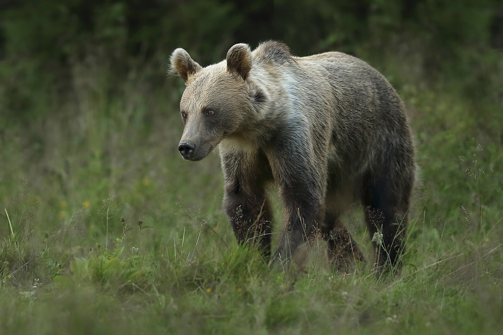 Niedźwiedź brunatny (Ursus arctos arctos) samica