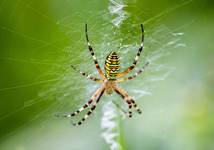 Argiope bruennichi