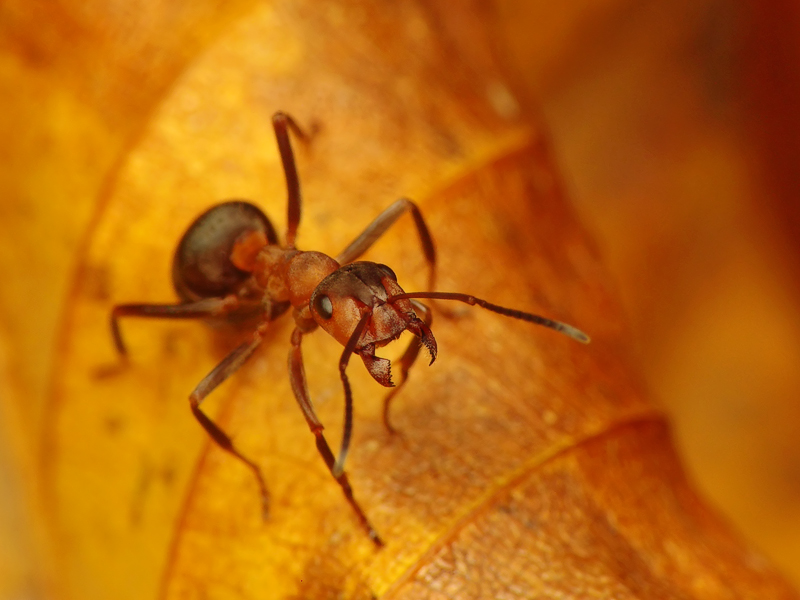 Formica polyctena