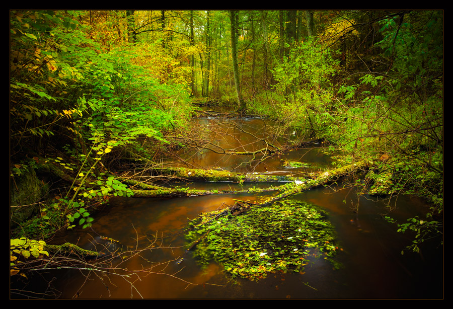 The Magic Forest...