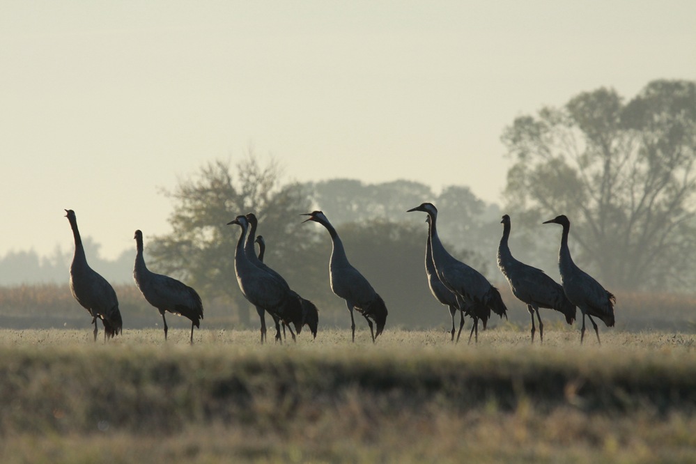 Żurawie (Grus grus)