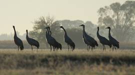 Żurawie (Grus grus)