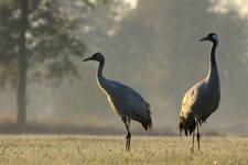 Żurawie (Grus grus)