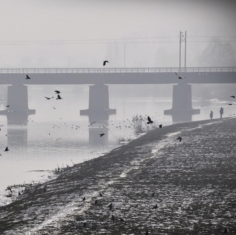 karmiąc ptaki nad rzeką Odrą